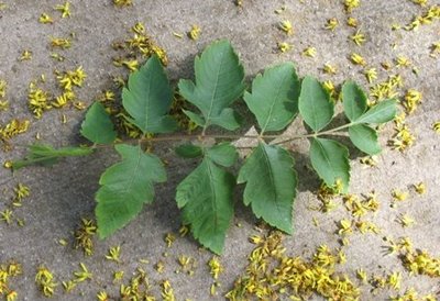 Koelreuteria paniculata